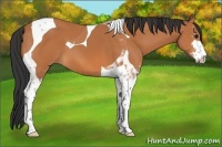 Horse Color:Bay Sabino Tobiano 