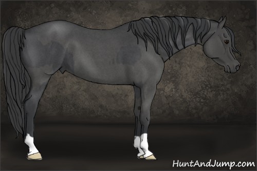 Horse Color:Blue Roan  and Blue Roan 