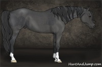 Horse Color:Blue Roan  and Blue Roan 