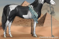 Horse Color:Black Sabino Tobiano