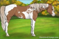 Horse Color:Chestnut Sabino Tobiano 