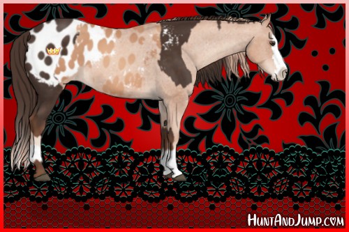 Horse Color:Liver Chestnut Sabino Splash Appaloosa  and Gold Champagne Sabino Splash Appaloosa 