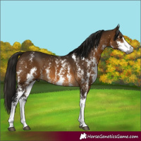 Horse Color:Gray Buckskin Sabino