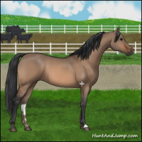 Horse Color:Bay Dun 