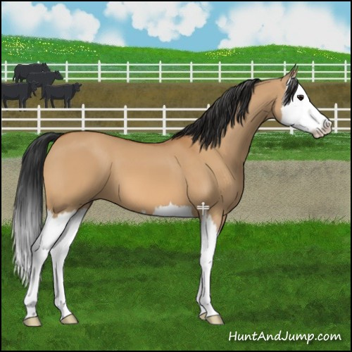 Horse Color:Bay Dun Splash 