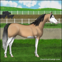 Horse Color:Bay Dun Splash 