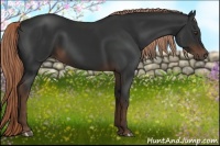 Horse Color:Liver Chestnut Rabicano 