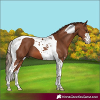Horse Color:Chestnut Sabino Tobiano