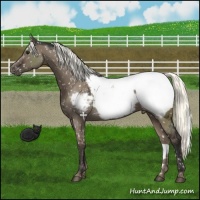 Horse Color:Liver Red Dun Mushroom Appaloosa