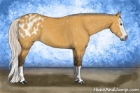 Horse Color:Gray Silver Buckskin Dun Splash Appaloosa 