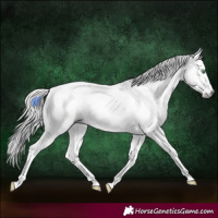 Horse Color:Gray Gold Champagne Dun Splash 