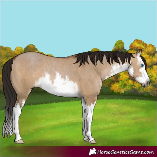 Horse Color:Gray White Spotted Bay Dun Splash Rabicano