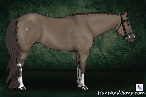 Horse Color:Smoky Grullo