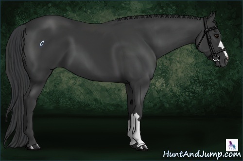 Horse Color:Black 