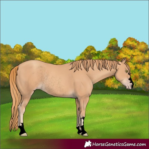 Horse Color:Void Gold Champagne Rabicano