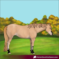 Horse Color:Void Gold Champagne Rabicano 