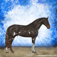 Horse Color:White Spotted Liver Chestnut Tobiano 