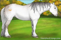 Horse Color:Gray White Spotted Amber Champagne 