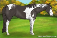 Horse Color:Smoky Black Sabino Tobiano