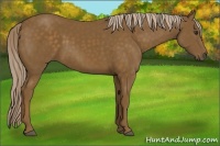 Horse Color:Chocolate Palomino