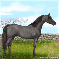 Horse Color:Smoky Blue Roan  and Smoky Blue Roan 