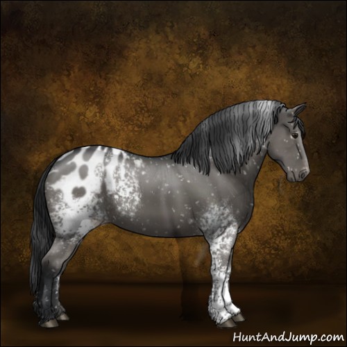 Horse Color:White Spotted Black Appaloosa 