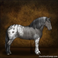Horse Color:White Spotted Black Appaloosa 