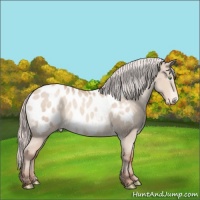 Horse Color:Silver Sable Champagne Dun Sabino Appaloosa 