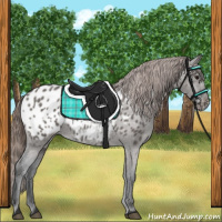 Horse Color:Grullo Appaloosa 
