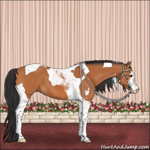 Horse Color:Bay Sabino Tobiano 
