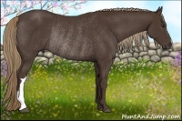 Horse Color:Liver Chestnut Rabicano 