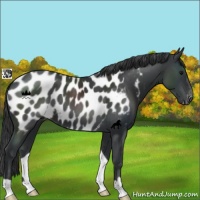 Horse Color:Black Appaloosa 