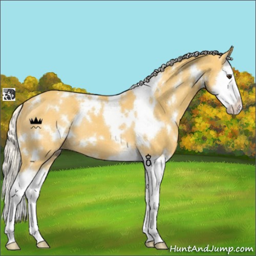 Horse Color:White Spotted Palomino Splash 