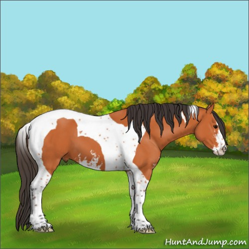 Horse Color:Bay Sabino Tobiano