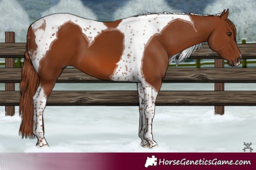 Horse Color:Chestnut Tobiano