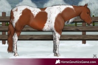 Horse Color:Chestnut Tobiano