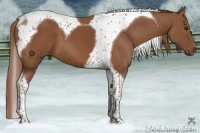 Horse Color:Chestnut Tobiano 