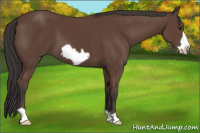 Horse Color:Bay Frame 