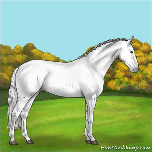 Horse Color:Gray Chestnut Appaloosa 
