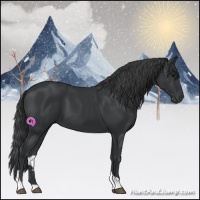 Horse Color:Black Tobiano 