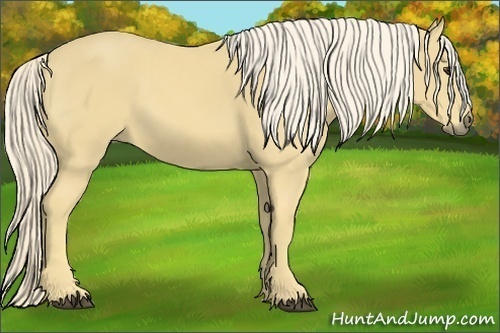 Horse Color:Palomino