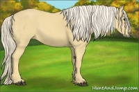 Horse Color:Palomino 