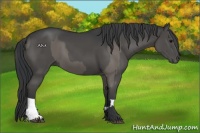 Horse Color:Grullo and Grullo