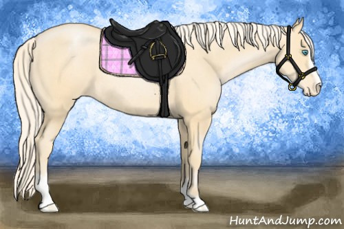Horse Color:Palomino Pearl Sabino Appaloosa Rabicano 