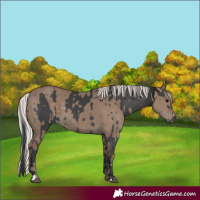 Horse Color:Grullo  and Silver Grullo 