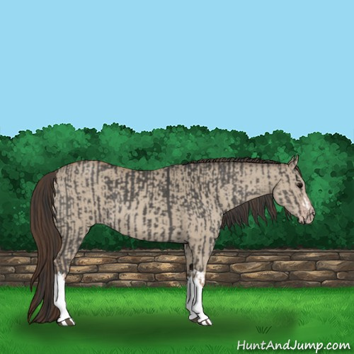 Horse Color:Grullo  and Classic Champagne Dun 