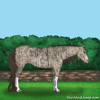 Horse Color:Grullo  and Classic Champagne Dun 
