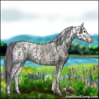 Horse Color:Grullo  and Grullo Appaloosa 