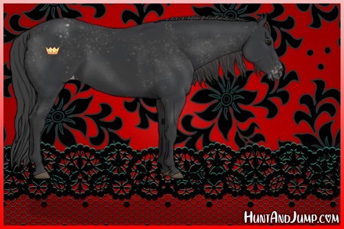 Horse Color:Black Appaloosa Rabicano 