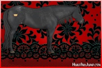 Horse Color:Black Appaloosa Rabicano 